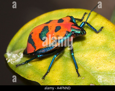 Orange beetle arlecchino sulla lamina Foto Stock