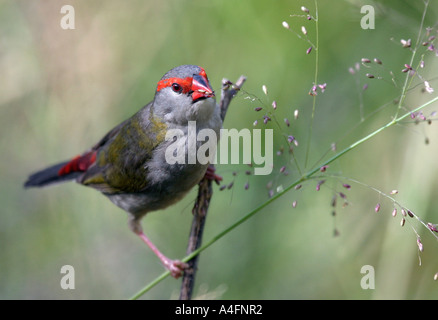 Finch Red Browed Finch Australia Foto Stock