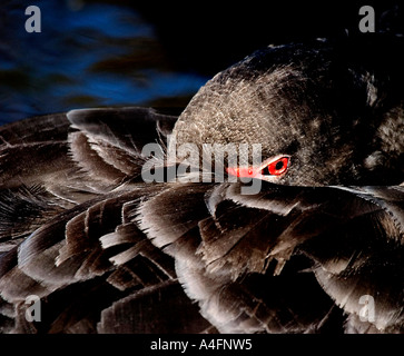 Black Swan nascondere Foto Stock