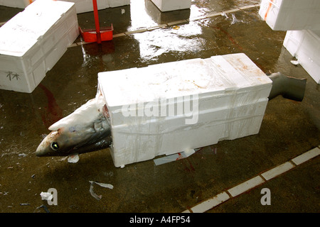 La trebbiatrice shark imballate per la spedizione Alopias sp Nanfang ao mercato del pesce Suao Taipei Taiwan Repubblica popolare di Cina Foto Stock