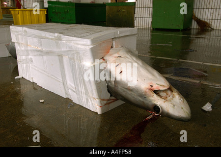 La trebbiatrice shark imballate per la spedizione Alopias sp Nanfang ao mercato del pesce Suao Taipei Taiwan Repubblica popolare di Cina Foto Stock