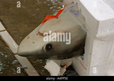 Apparato trebbiante testa di squalo Alopias sp Nanfang ao mercato del pesce Suao Taipei Taiwan Repubblica popolare di Cina Foto Stock