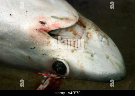 Apparato trebbiante testa di squalo Alopias sp Nanfang ao mercato del pesce Suao Taipei Taiwan Repubblica popolare di Cina Foto Stock