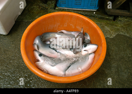 Apparato trebbiante cuccioli di squalo Alopias sp Nanfang ao mercato del pesce Suao Taipei Taiwan Repubblica popolare di Cina Foto Stock