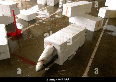 La trebbiatrice shark imballate per la spedizione Alopias sp Nanfang ao mercato del pesce Suao Taipei Taiwan Repubblica popolare di Cina Foto Stock