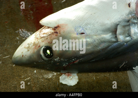 Apparato trebbiante testa di squalo Alopias sp Nanfang ao mercato del pesce Suao Taipei Taiwan Repubblica popolare di Cina Foto Stock