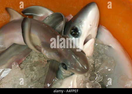 Apparato trebbiante cuccioli di squalo Alopias sp Nanfang ao mercato del pesce Suao Taipei Taiwan Repubblica popolare di Cina Foto Stock