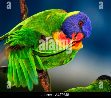 Pappagallo australiano preening Rainbow Lorikeet Foto Stock