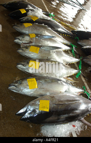 Tonno albacora carcasse Thunnus albacares Suao mercato del pesce di Taiwan Repubblica popolare di Cina Foto Stock