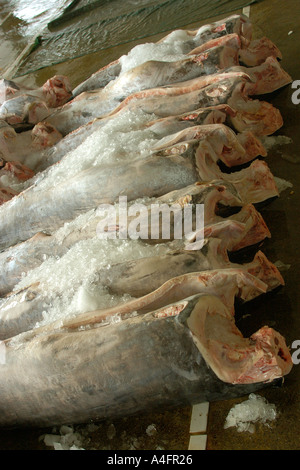 Pesce spada o carcasse billfish Nanfang ao mercato del pesce Suao taiwan repubblica popolare di Cina Foto Stock