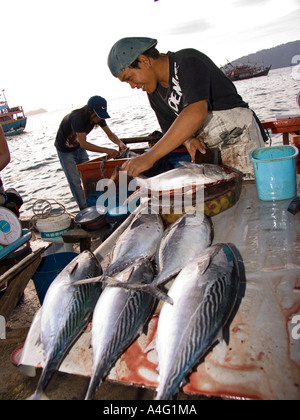 Malaysia Borneo Sabah Kota Kinabalu filippino Mercato del pesce in stallo Foto Stock