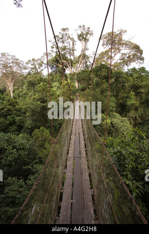 Malaysia Borneo Sabah Danum Valley foresta pluviale e treetop marciapiede Foto Stock