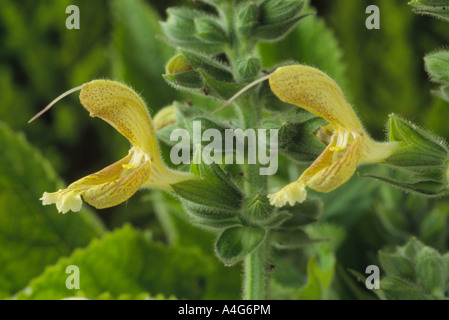 La Salvia glutinosa. (Giove, conocchia salvia.) Close up di giallo pallido fiori con macchie marrone rossiccio. Foto Stock