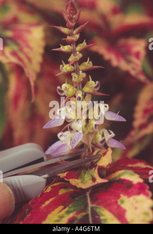 Solenostemon "combattere" (Coleus alla fiamma, Ortica, dipinto di ortica.) Close up fiore racemo sul pot impianto essendo tagliato. Foto Stock