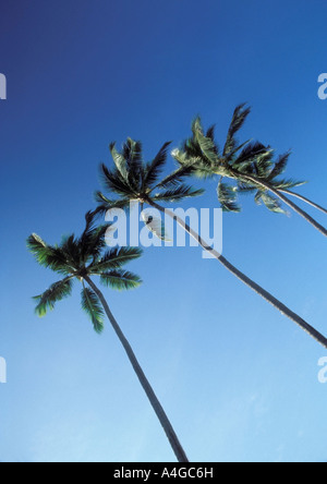 Alberi di Palma contro il cielo blu Foto Stock