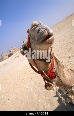 I turisti prendono un percorso guidato di corsa in cammello intorno alla regione turistica dell'altopiano di Giza Cairo Egitto Foto Stock