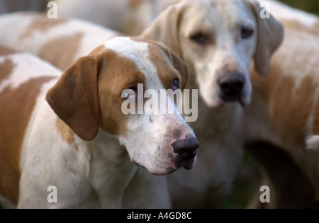 FOX HOUNDS PRESSO IL BEAUFORT HUNT NEL GLOUCESTERSHIRE REGNO UNITO Foto Stock