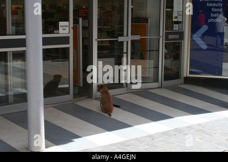 Piccolo cane in attesa del suo proprietario al di fuori degli scarponi in centro città di Norwich Norfolk Foto Stock