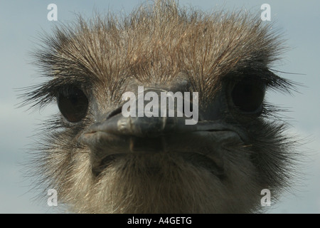 Extreme close up di struzzo femmina Foto Stock