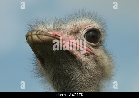 Extreme close up di struzzo maschio Foto Stock