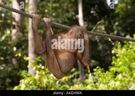 Malaysia Borneo Sabah Sepilok primati giovane Orang utang Pongo pygmaeus sulla fune Foto Stock