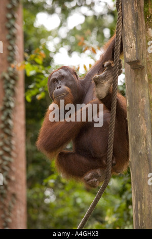 Malaysia Borneo Sabah Sepilok primati giovane maschio Orang utang Pongo pygmaeus Foto Stock