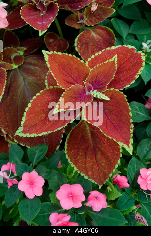 Coleus Solenostemon scutellarioides Foto Stock