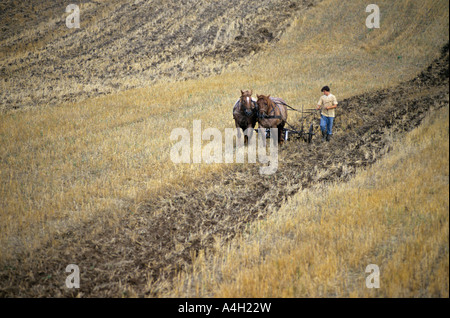 Contadino con cavalli aratro, la Masuria - Polonia Foto Stock