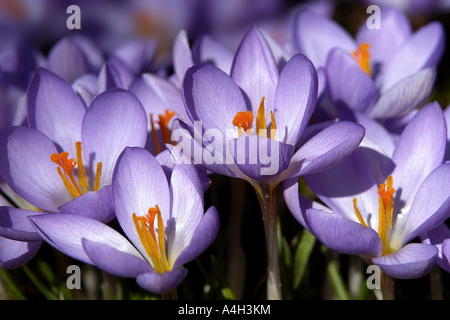 Crocus fiori (Crocus) - Germania, Europa Foto Stock