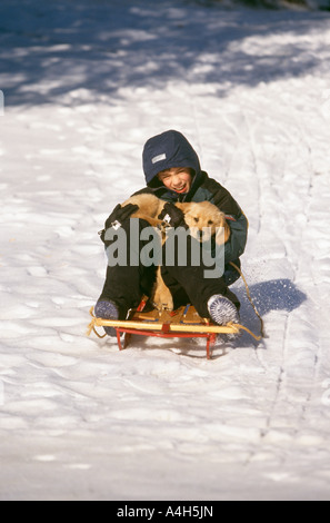 Bambino maschio slittino nella neve tenendo il Golden Retriever cucciolo, Stati Uniti d'America, Foto Stock