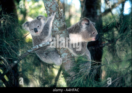 Due Koala una femmina adulta sulla destra e un bambino sulla sinistra Foto Stock