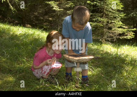 Due bambini stanno studiando un grosso fungo in una foresta Macrolepiota procera parasol Foto Stock