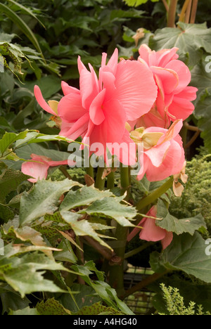 Un delicato rosa begonia tuberosa in fiore Foto Stock