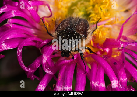 Beetle su un tappetino gigante vygie Cephalophyllum spongiosum Cape Columbine Riserva Naturale Paternoster Sud Africa Foto Stock