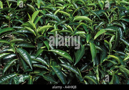 Arbusti di tè la piantagione di tè in Cameron Highlands Malaysia Foto Stock