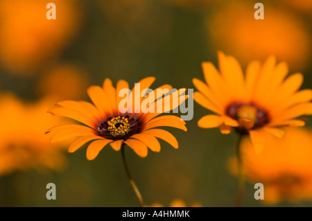 Annual daisies Namaqua National Park Namaqualand South Africa Foto Stock