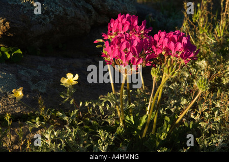 Pelargonium incrassatum dalla famiglia Gerani fiori di primavera in Namaqua National Park Namaqualand Sud Africa Foto Stock