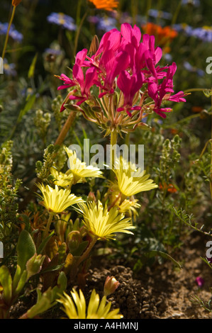 Pelargonium incrassatum dalla famiglia Gerani fiori di primavera in Namaqua National Park Namaqualand Sud Africa Foto Stock