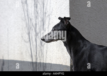 Levriero nero in piedi prima della Casa Bianca. Foto Stock
