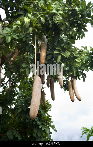 Una salsiccia albero che cresce nel villaggio di Mambala, Malawi, Africa Foto Stock