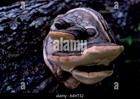 Ripiano fungo guardando come un volto e cresce su un tronco di albero Foto Stock