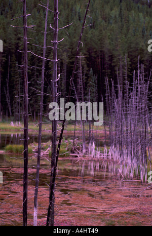 Saturo di acqua gli alberi morti in un coperto di alghe Pond in British Columbia Canada Foto Stock