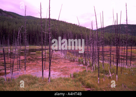 Saturo di acqua gli alberi morti in un coperto di alghe Laghetto della Columbia britannica in Canada Foto Stock