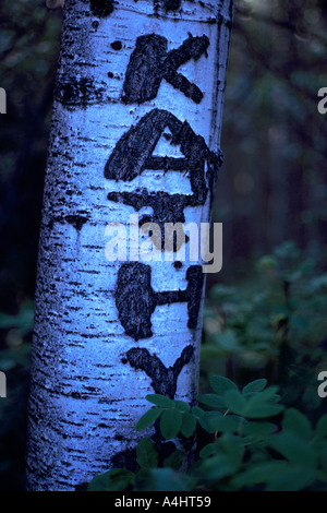 Il nome di Kathy incisi nella corteccia del tronco di un albero Foto Stock