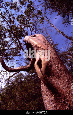 Un corbezzolo (Arbutus menziesii) tronco di albero in British Columbia Canada Foto Stock