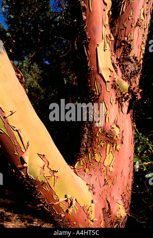 Dettaglio della corteccia su un corbezzolo (Arbutus menziesii) tronco di albero in British Columbia Canada Foto Stock