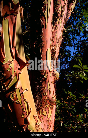 Dettaglio della corteccia sul corbezzolo (Arbutus menziesii) tronco di albero, Saltspring (molla di sale) Isola, BC, British Columbia, Canada Foto Stock