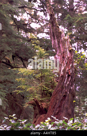 Un allattamento di conifere albero che cresce al di fuori di un decomposto ceppo di albero sull'Isola di Vancouver in British Columbia Canada Foto Stock