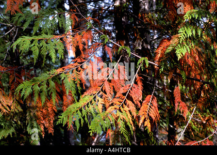 Albero di cedro rami l effusione del loro aghi lungo la costa occidentale del Pacifico della Columbia britannica in Canada Foto Stock