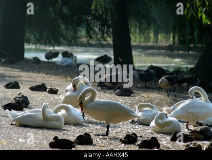 Swan miscelazione con anatre e oche in la mattina presto il sole sul fiume Ouse bedford u Foto Stock